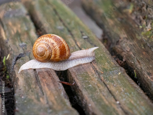 a snail on boardwalk at plitvice lakes national park