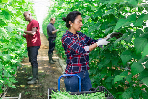 Foto Hispanic female farm worker gathering crop of organic beans in hothouse