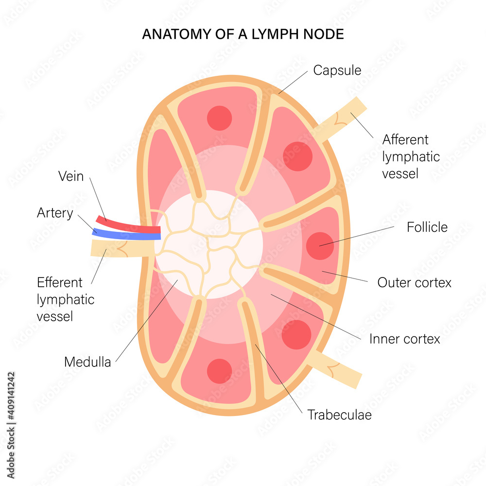 Lymph node anatomy
