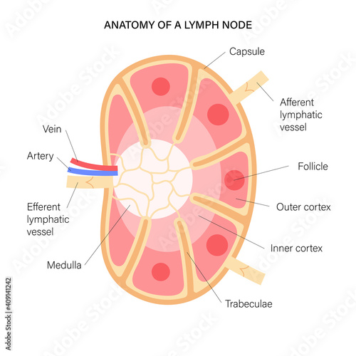 Lymph node anatomy