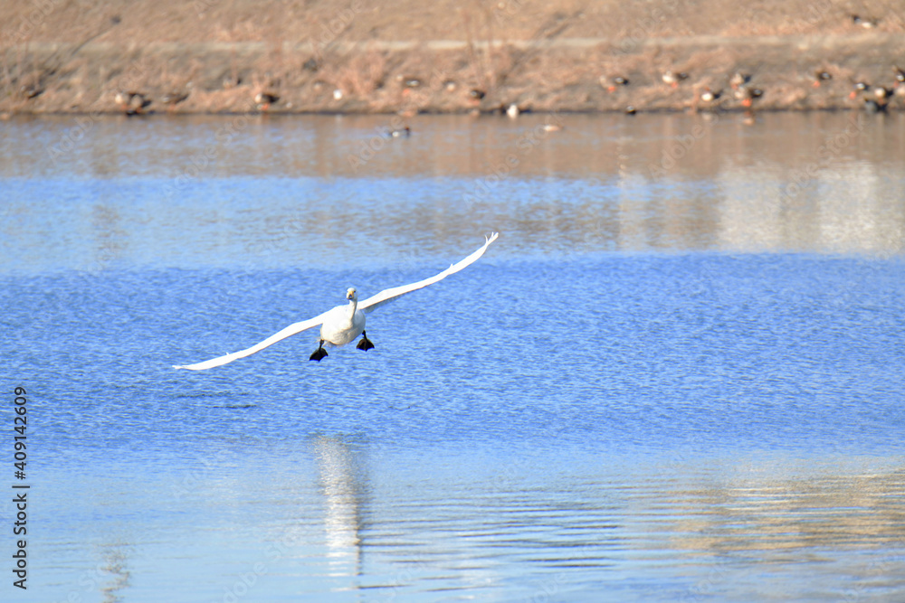 Fototapeta premium 白鳥