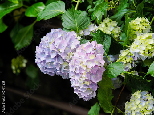 青紫色の紫陽花の花 photo