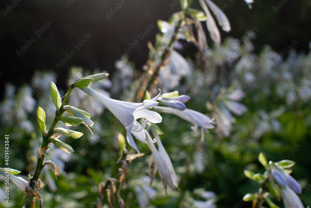 Fototapeta premium flores blancas al atardecer