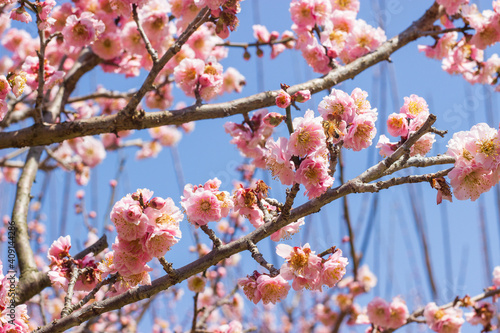梅の花　春