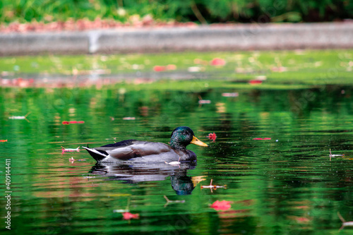 pato en el lago