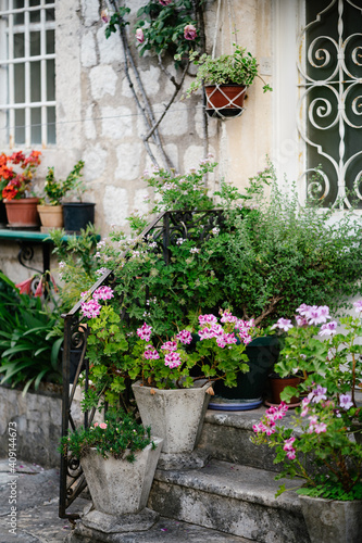 Geranium pelargonium in large architectural flowerpots with other green plants near the house with windows with metal bars.