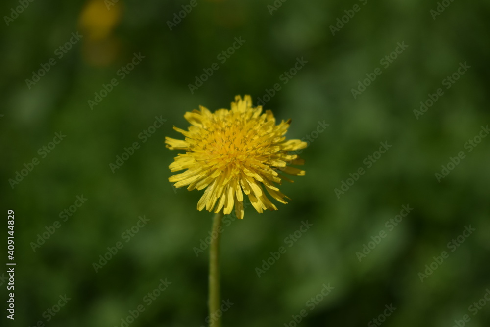 Yellow dandelion in green grass. Dandelion close-up. Yellow dandelion in green grass. Dandelion close-up.