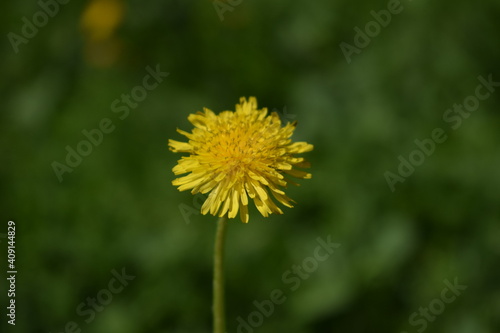 Yellow dandelion in green grass. Dandelion close-up.