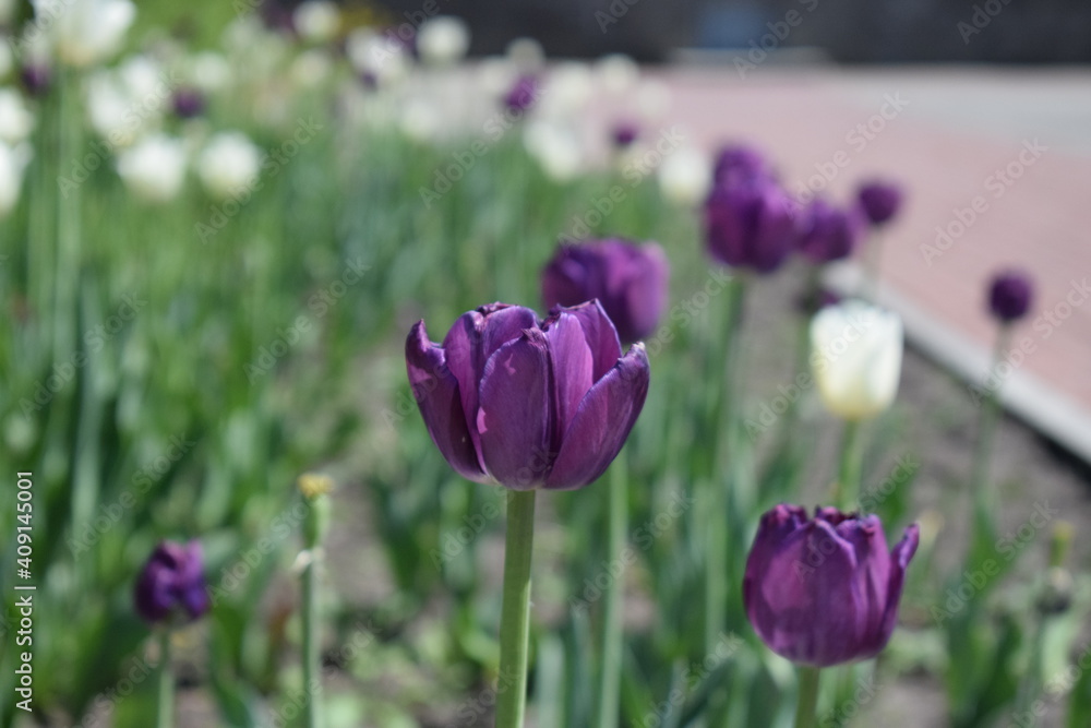 Obraz premium A flower bed with purple and white tulips.