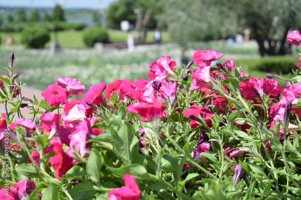 A flower bed with pink petunias, petunia flowers are blooming, petunias are blooming.