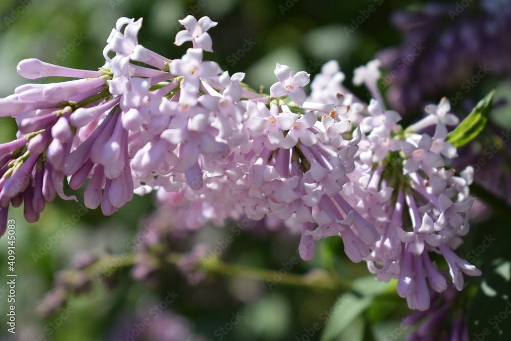 Summer lilac flowers bush branch. Lilac flowers view Summer lilac flowers bush branch. Lilac flowers view