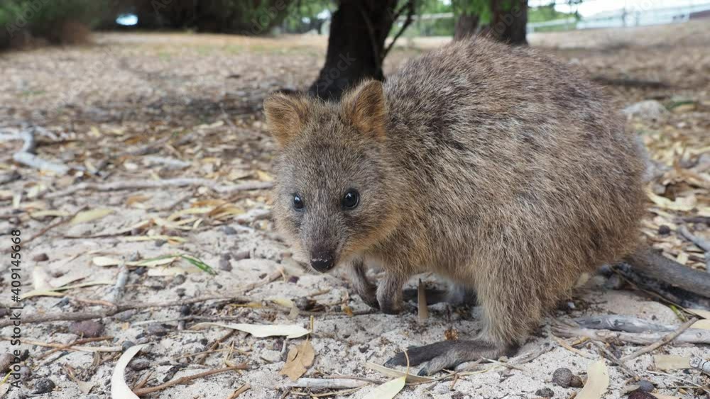 Quokka on sand and leaves, chewing. Rottnest Island. Close up wide Quokka on sand and leaves, chewing. Rottnest Island. Close up wide