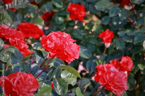 美しい赤いバラ © 茂昭 豆田