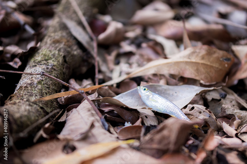 On the ground covered with dry brown leaves. There was a small silver fish lying on those leaves.