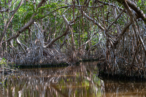reeds in the water - mangrove