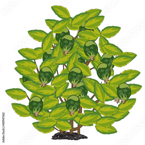 Vector illustration subtropical shrubbery with with berry feijoa