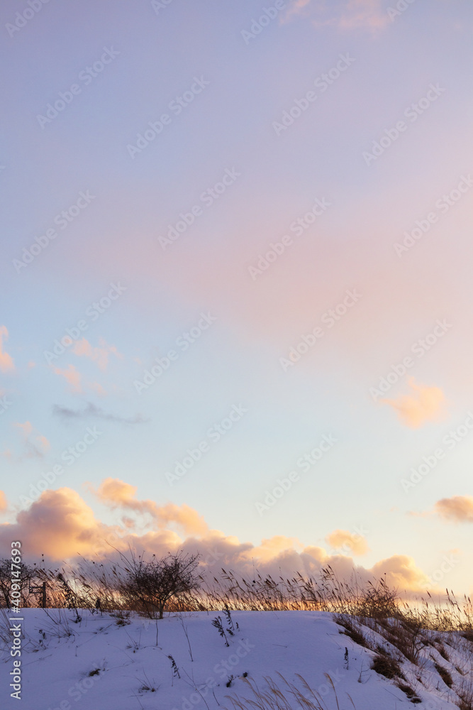 Obraz premium 冬 枯れ草 夕焼け