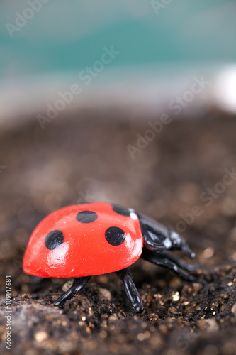 Coccinella septempunctata in soil photo