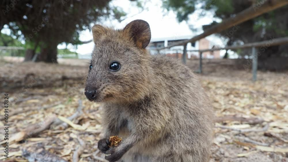 Quokka chewing on fig and sniffing. Low angle. Quokka chewing on fig and sniffing. Low angle.