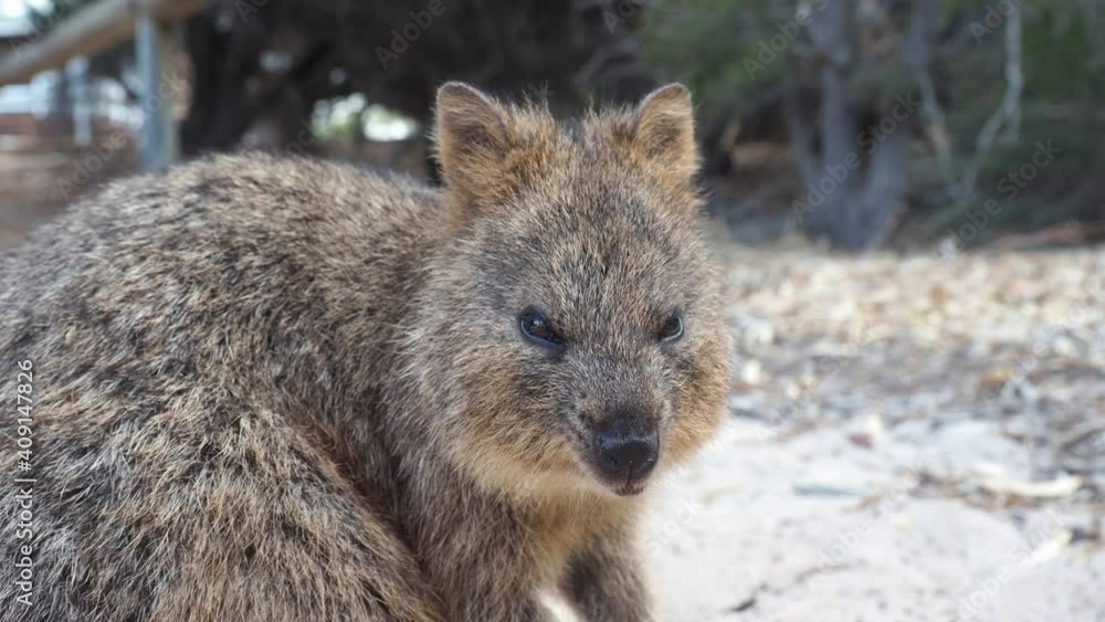 Quokka looks grumpy and angry. Low angle close up Quokka looks grumpy and angry. Low angle close up