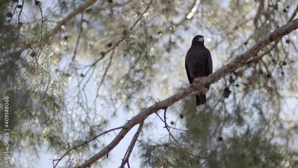 Hawk, sitting in tree, peers down at viewer and screeches, medium shot with room for copy Hawk, sitting in tree, peers down at viewer and screeches, medium shot with room for copy