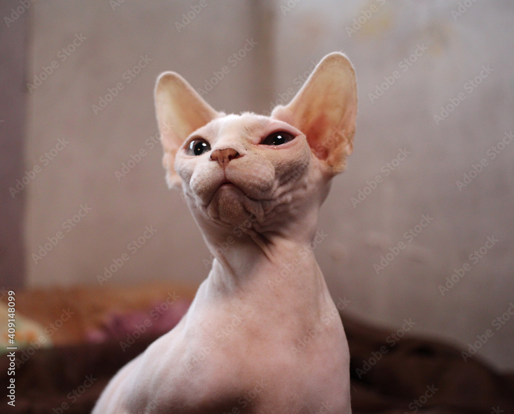 a hairless bald cat looks up with its muzzle raised