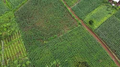 Rising aerial footage of satisfyingly perfect rows of green crops on a farm in Kenya. photo