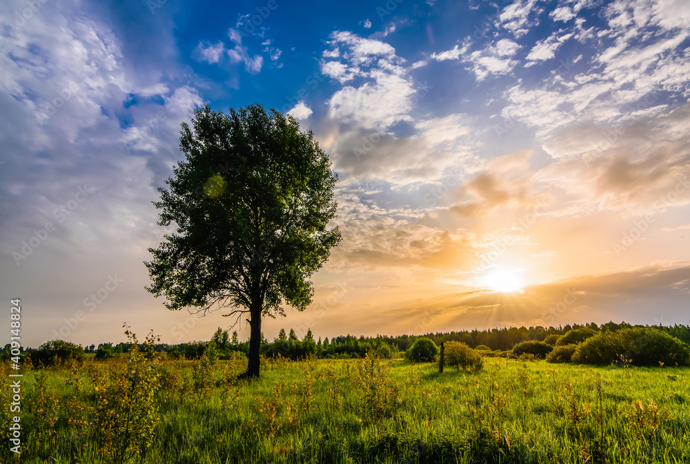 morning summer landscape with a tree in a field and sunlight in the sky at dawn or sunset