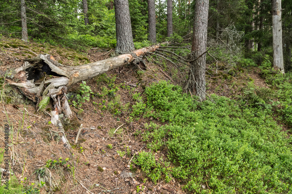 Fototapeta premium Pine green trees forest nature landscape