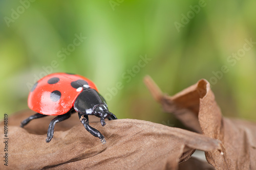 Bumblebees wake up after hibernation photo