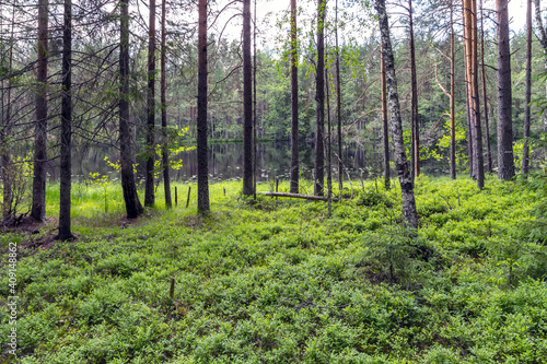 Fototapeta Naklejka Na Ścianę i Meble -  Pine green trees forest nature landscape