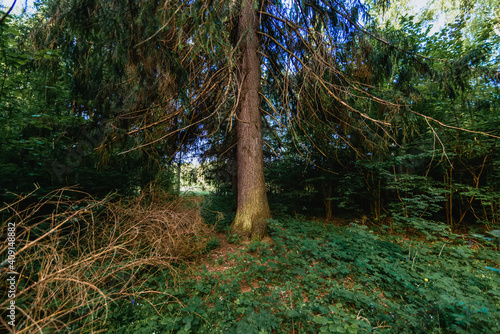 Fototapeta Naklejka Na Ścianę i Meble -  summer natural landscape in the forest with fir trees