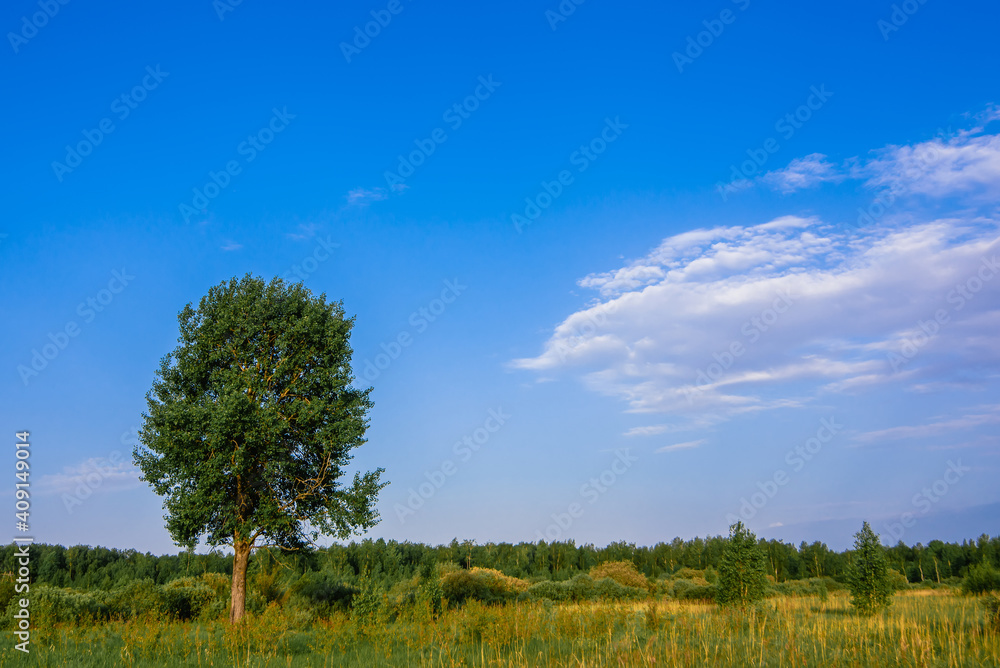 lone tree in a meadow with green grass in summer