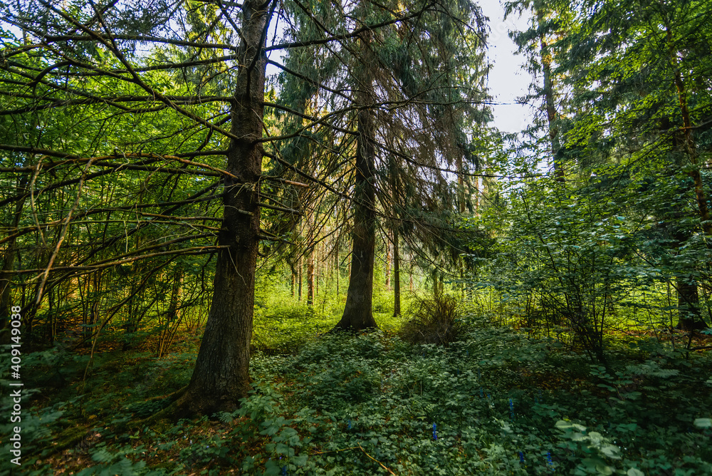 summer natural landscape in the forest with fir trees