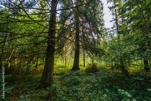 summer natural landscape in the forest with fir trees