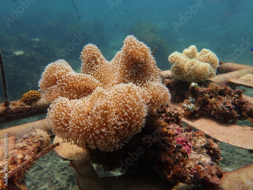 Foto toadstool coral found in Malaysia