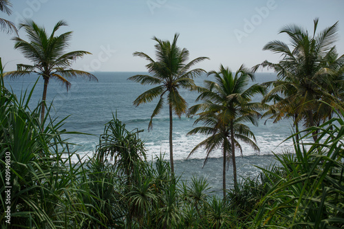 Ocean and palm trees on the shore. 