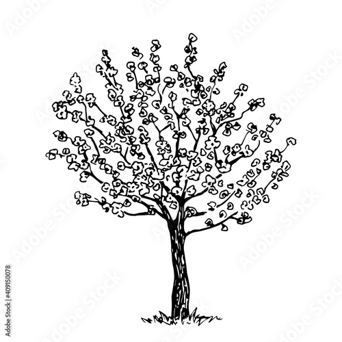 Hand drawn vector drawing in engraving style. Blooming fruit tree isolated on white background. Spring time, sakura, orchard. Simple sketch in ink, black outline.