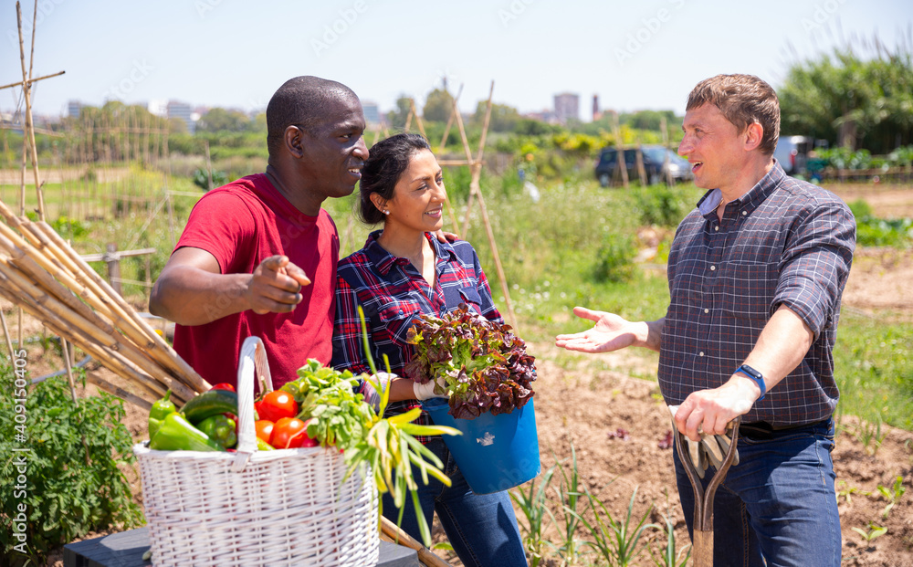Obraz premium Farmers talk during meeting on the field after harvesting vegetables