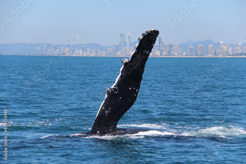 Humpback Whales Gold Coast Australia © Geoff