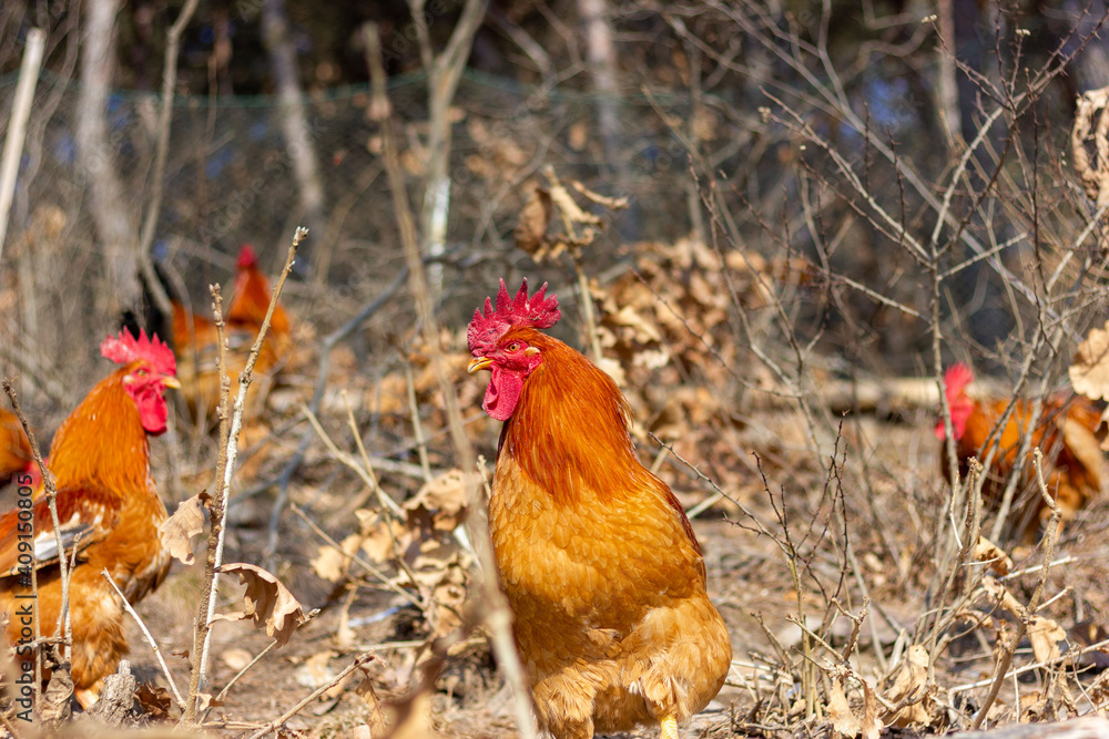 Fototapeta premium A group of roosters foraging in the mountains