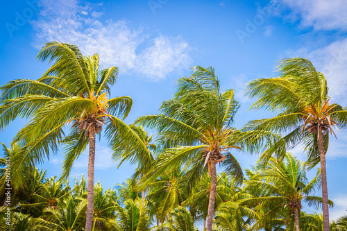 Big tall coconut trees on the beach by the sea