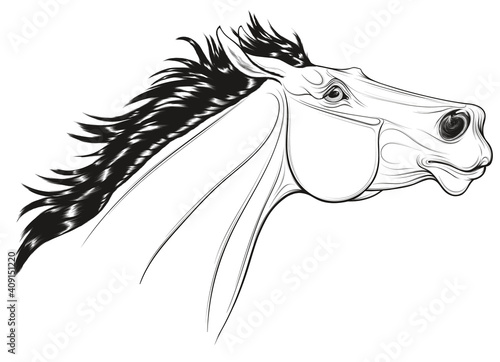 Linear portrait of a thoroughbred horse with its head up. Running stallion laid its ears back. Black and white vector illustration for decoration of equestrian goods.