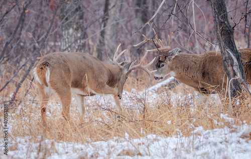 Whitetailed bucks in standoff