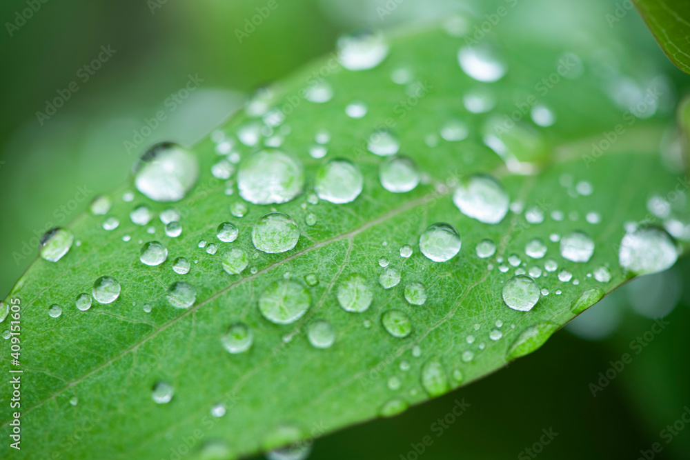 Green leaves and drops of water are used for natural background. Green leaves and drops of water are used for natural background.