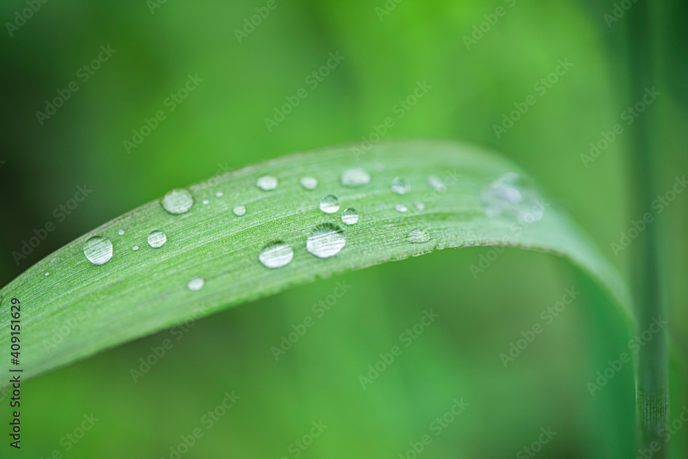 Green leaves and drops of water are used for natural background. Green leaves and drops of water are used for natural background.