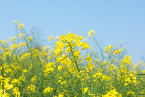Rape flowers in field with blue sky in spring