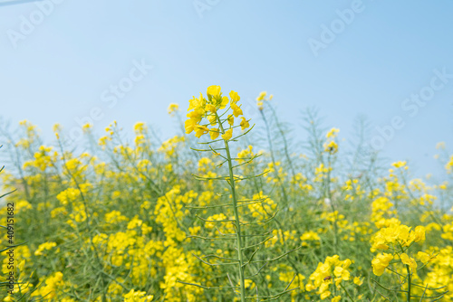 Rape  flowers in field with blue sky in spring