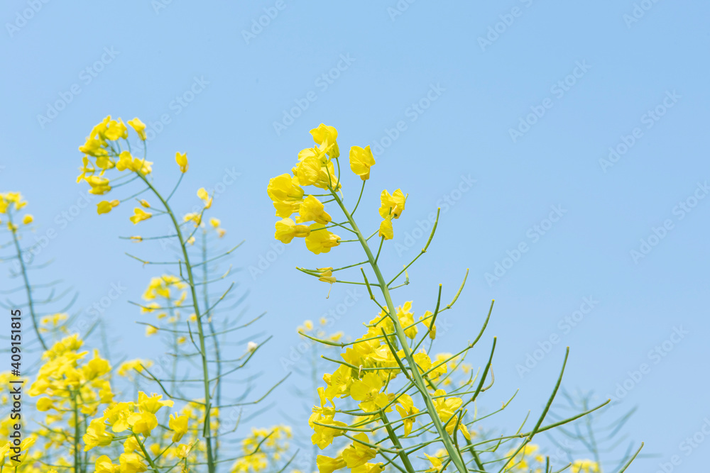 Rape flowers in field with blue sky in spring Rape flowers in field with blue sky in spring