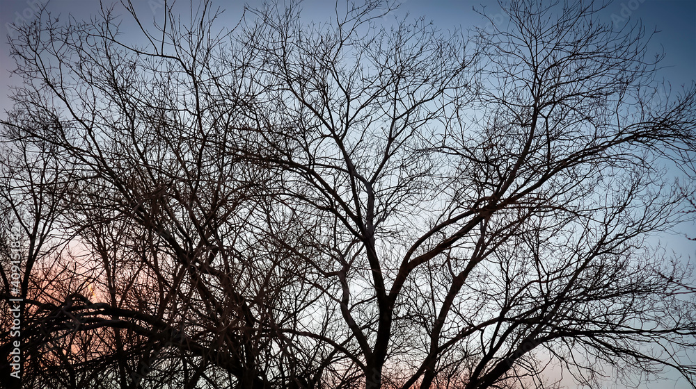 Tree Branches Against Dark Sky Tree Branches Against Dark Sky